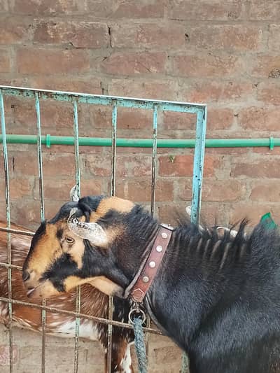 Barbari breeder male