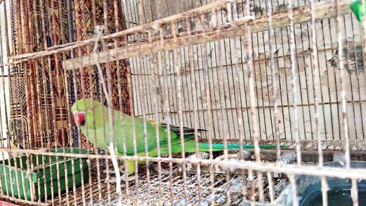 Female greeneck parrot for sale