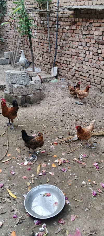 desi murgian for sale