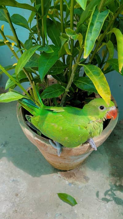 Green Ringneck Chicks