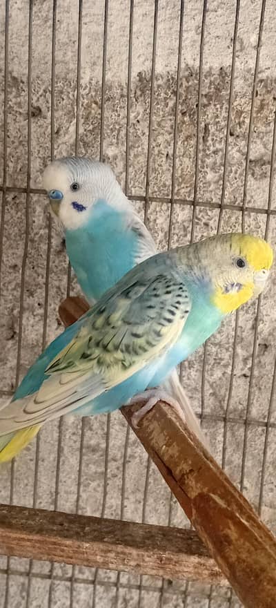 ispegal pair 0/33/22/45/39/36