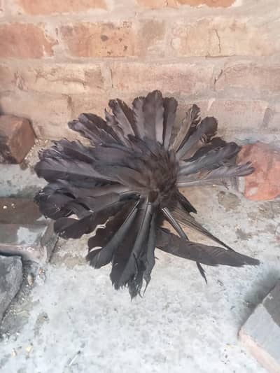 فینسی بریڈر پیر بہت اچھی کوالٹی کے سنگل فیمیل میل اویلیبل