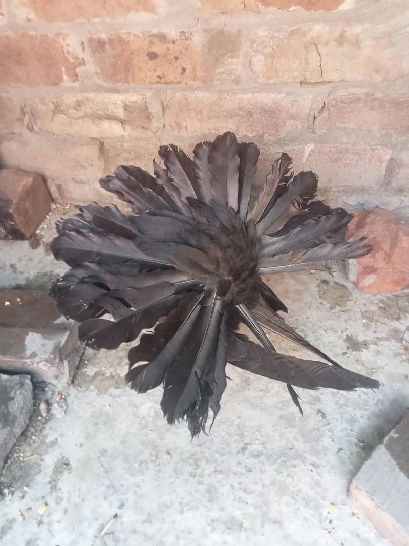 فینسی بریڈر پیر بہت اچھی کوالٹی کے سنگل فیمیل میل اویلیبل 0