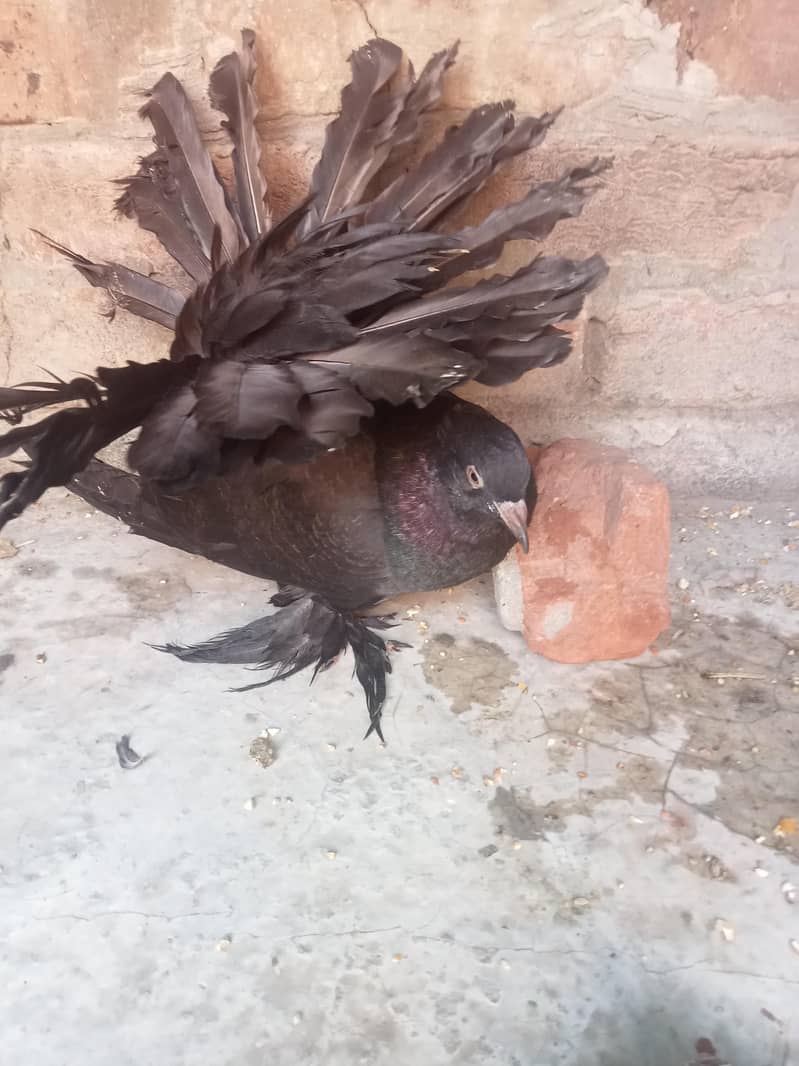 فینسی بریڈر پیر بہت اچھی کوالٹی کے سنگل فیمیل میل اویلیبل 1