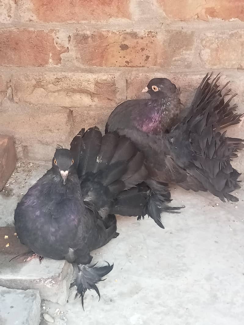 فینسی بریڈر پیر بہت اچھی کوالٹی کے سنگل فیمیل میل اویلیبل 2