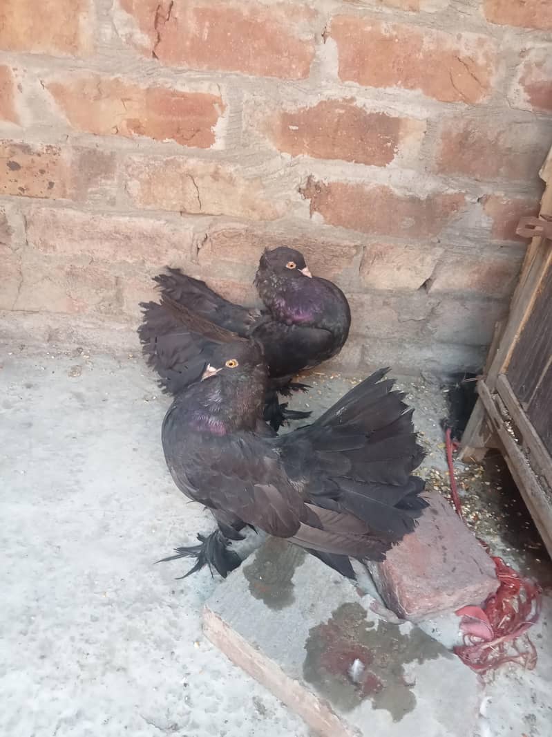 فینسی بریڈر پیر بہت اچھی کوالٹی کے سنگل فیمیل میل اویلیبل 3