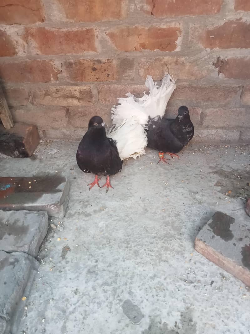 فینسی بریڈر پیر بہت اچھی کوالٹی کے سنگل فیمیل میل اویلیبل 4