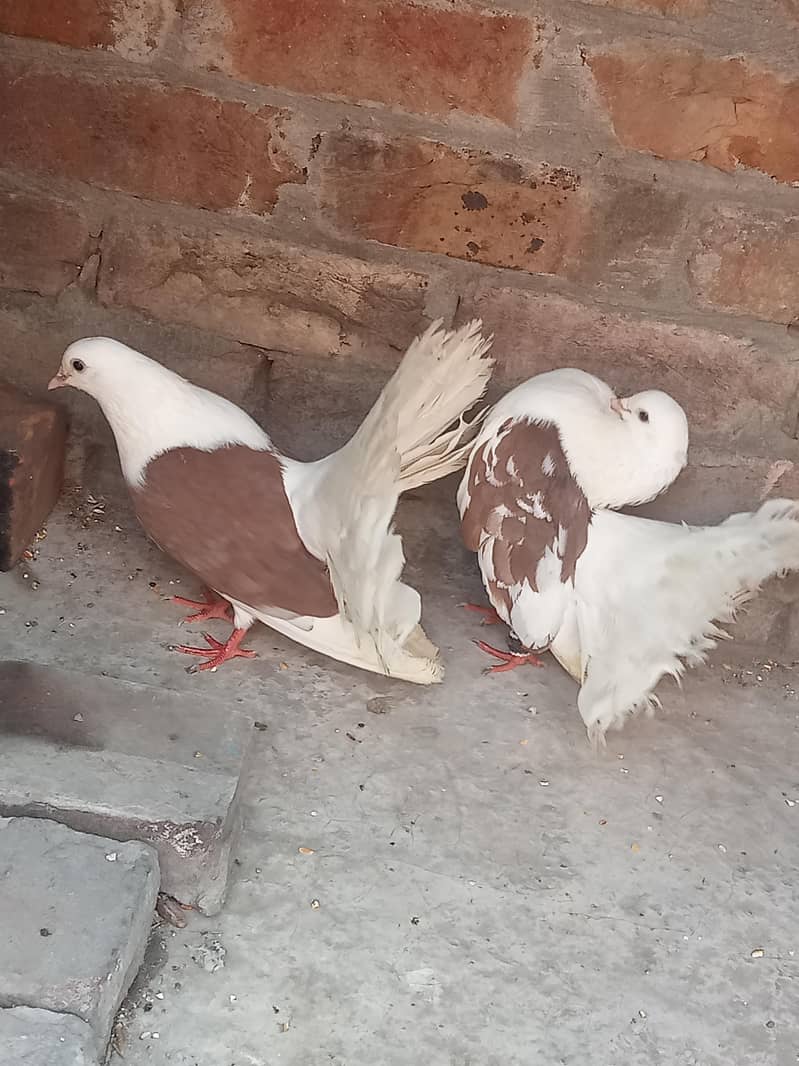 فینسی بریڈر پیر بہت اچھی کوالٹی کے سنگل فیمیل میل اویلیبل 6