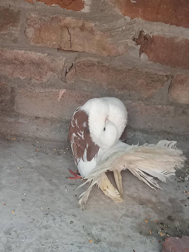 فینسی بریڈر پیر بہت اچھی کوالٹی کے سنگل فیمیل میل اویلیبل 7