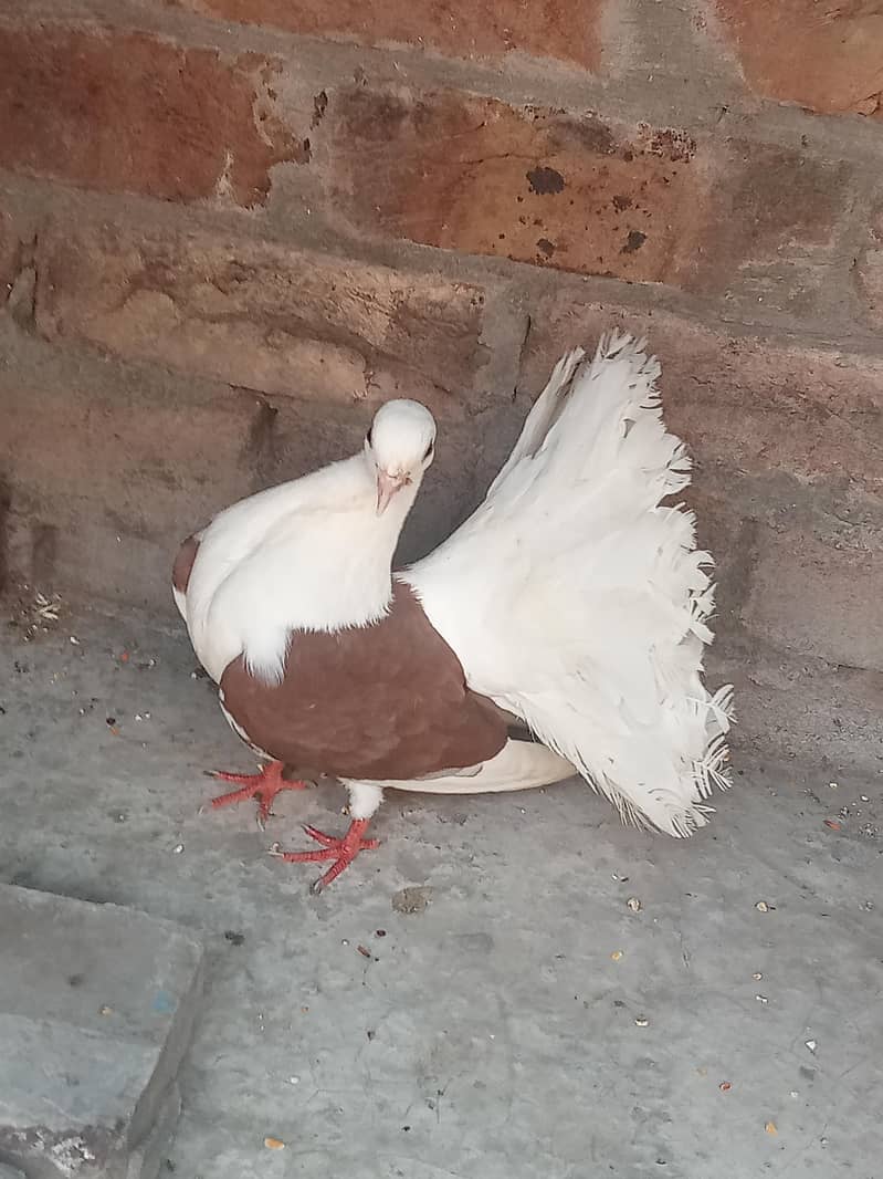 فینسی بریڈر پیر بہت اچھی کوالٹی کے سنگل فیمیل میل اویلیبل 8