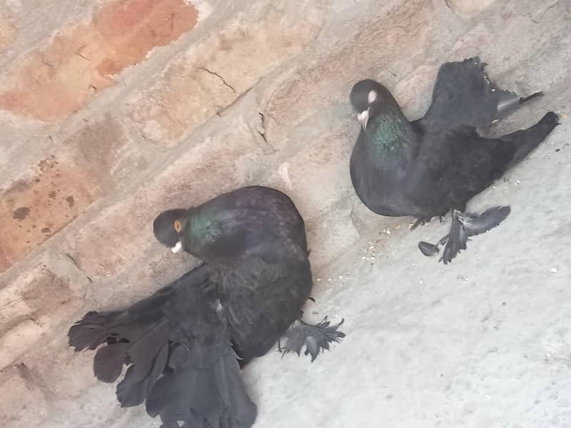 فینسی بریڈر پیر بہت اچھی کوالٹی کے سنگل فیمیل میل اویلیبل 9