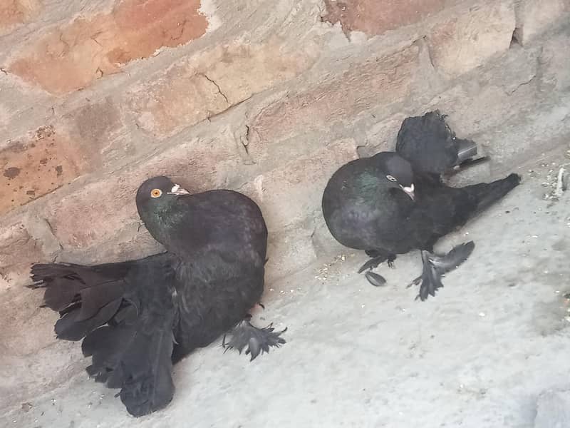 فینسی بریڈر پیر بہت اچھی کوالٹی کے سنگل فیمیل میل اویلیبل 10