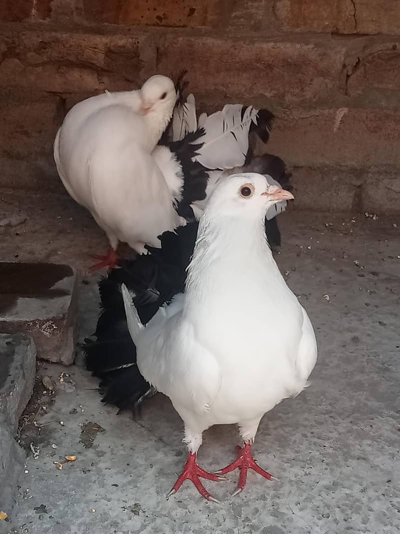 فینسی بریڈر پیر بہت اچھی کوالٹی کے سنگل فیمیل میل اویلیبل 11