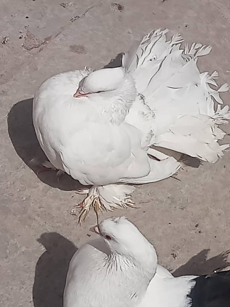 فینسی بریڈر پیر بہت اچھی کوالٹی کے سنگل فیمیل میل اویلیبل 13