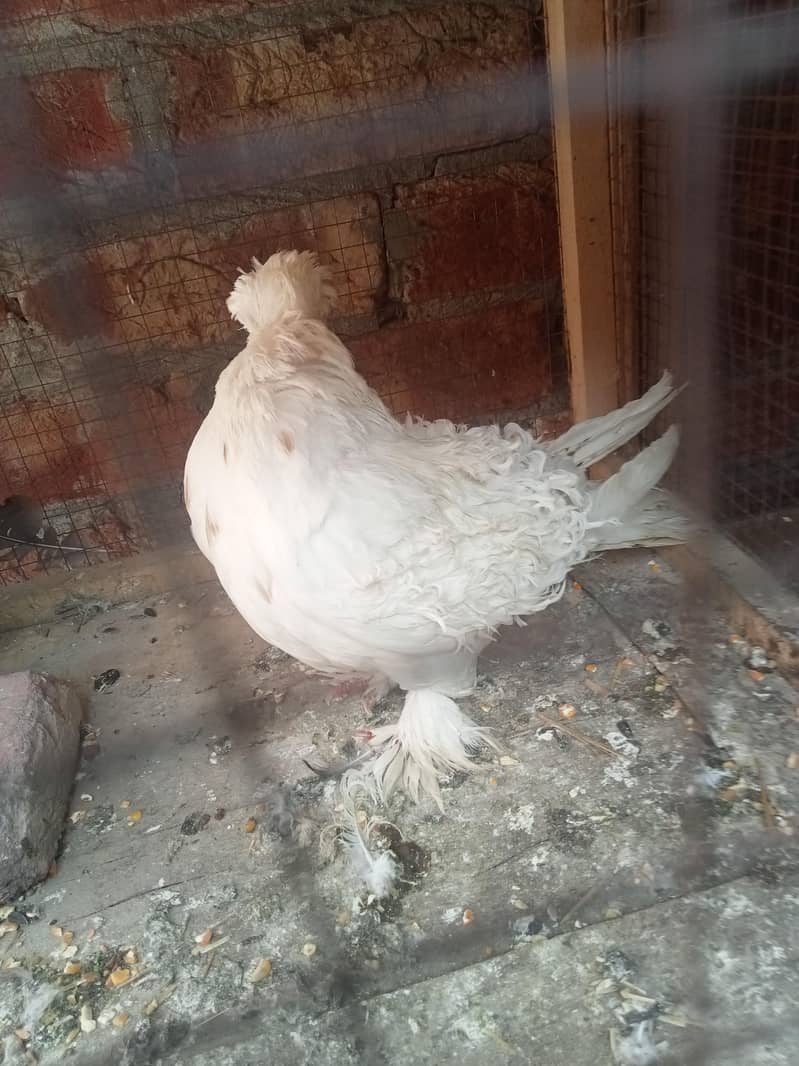 فینسی بریڈر پیر بہت اچھی کوالٹی کے سنگل فیمیل میل اویلیبل 14