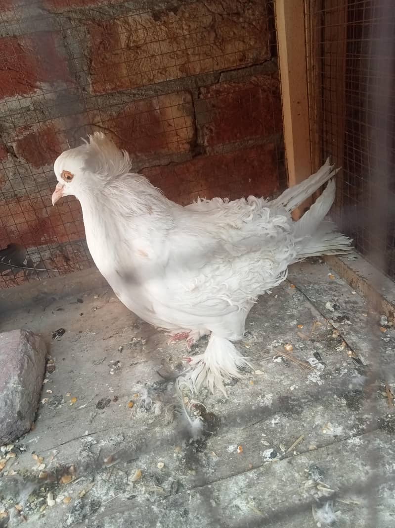 فینسی بریڈر پیر بہت اچھی کوالٹی کے سنگل فیمیل میل اویلیبل 15