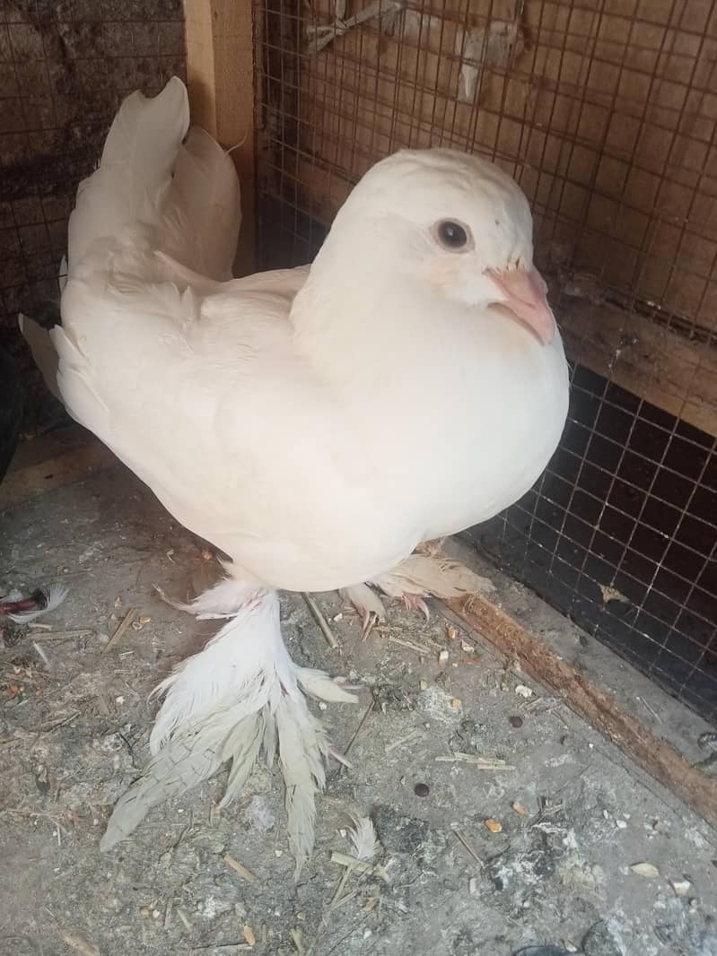 فینسی بریڈر پیر بہت اچھی کوالٹی کے سنگل فیمیل میل اویلیبل 16