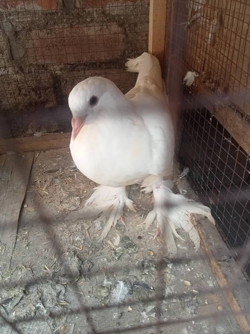 فینسی بریڈر پیر بہت اچھی کوالٹی کے سنگل فیمیل میل اویلیبل 17