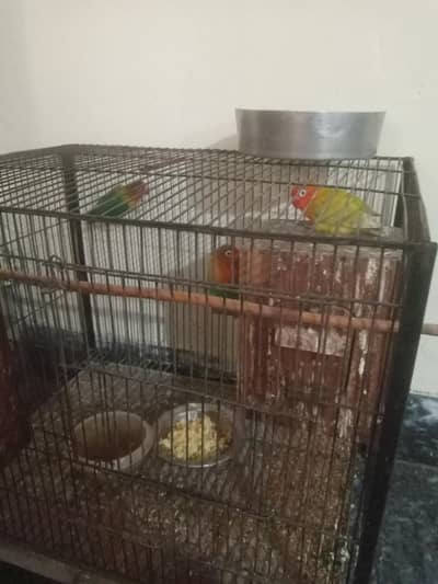 love birds healthy pair