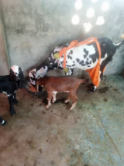 bakri sath 2 bachy (female)