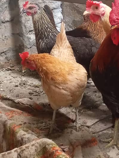 Golden hen and cock