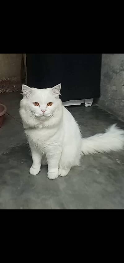Persian male cat