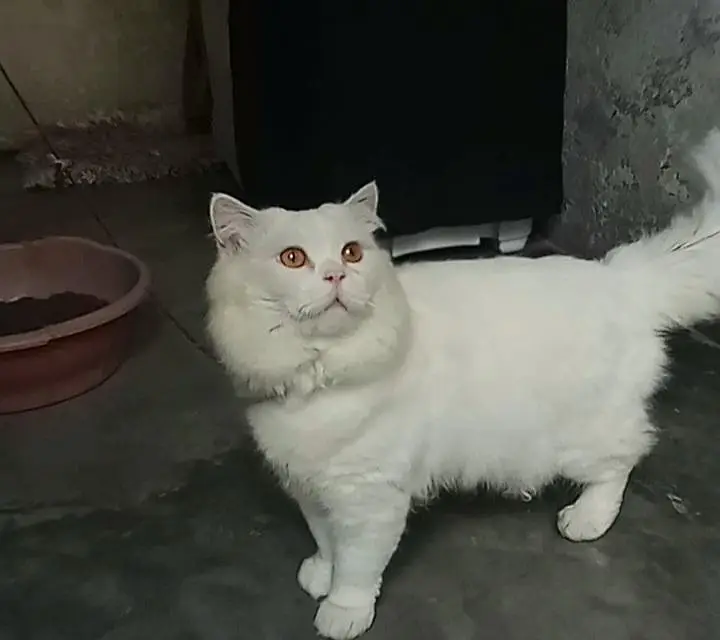 Persian male cat — photo 2