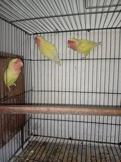 Lovebird for sale Nail,Tail,fly All ok healthy And active All birds
