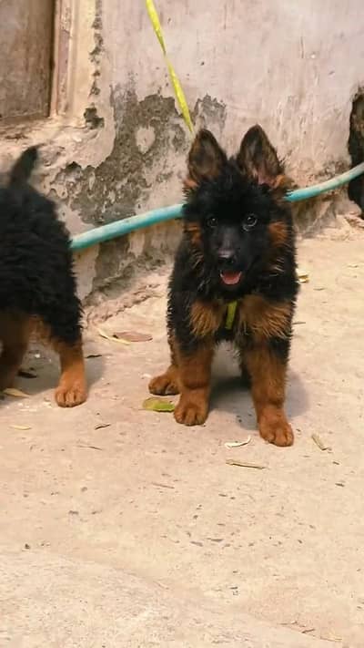 German shepherd puppies  my WhatsApp number o32452852o7