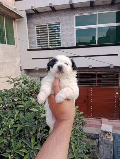 shihtzu female puppy health and active