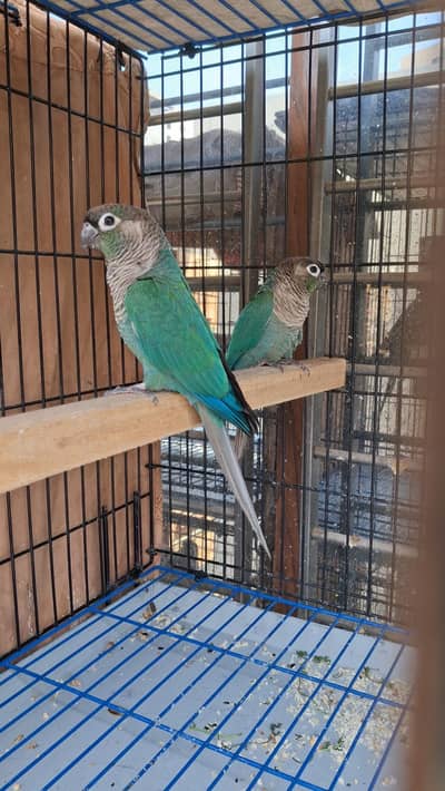 Blue turquoise conure breeder pair with DNA
