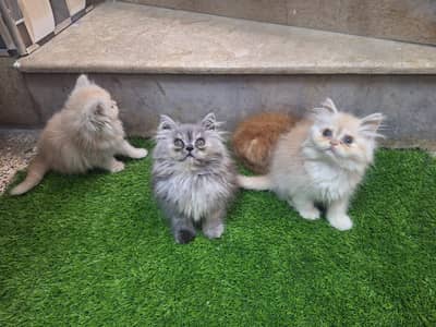 Persian kittens | Triple Coated | kittens | Persian cat for sale