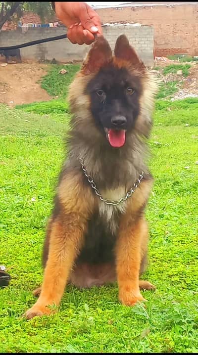 German shepherd | Puppy | GSD | Dog for sale | Long coa