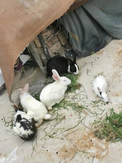 dasi rabbits for sale   3Female 1one male
