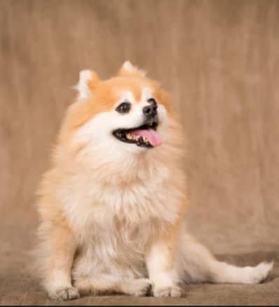 Pomeranian dog, healthy and active