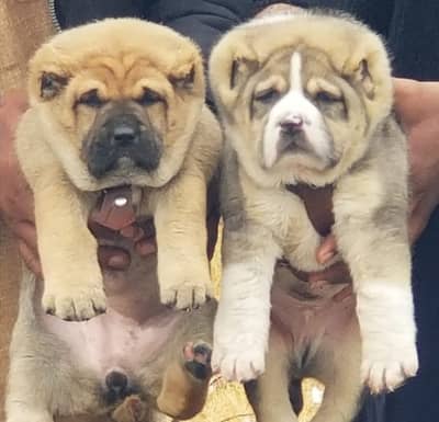 kurdish kangal puppy | kurdish kangal dog | kurdish  kangal puppies