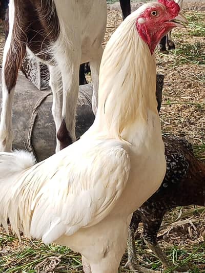 Aseel Paper White breeder for sale
