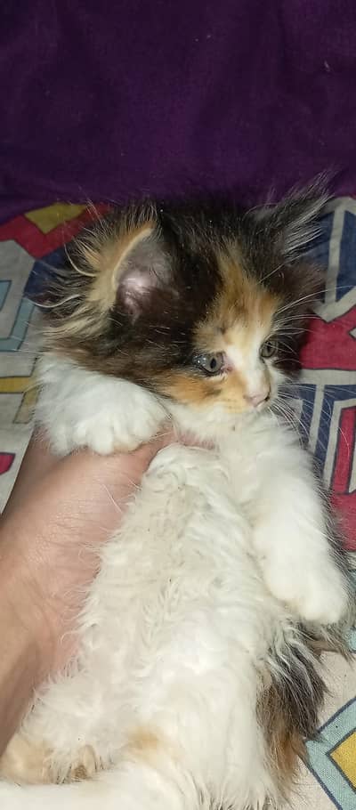 Persian kitten |tripple coat |Fluffy |kittens |cat for sale03241702709