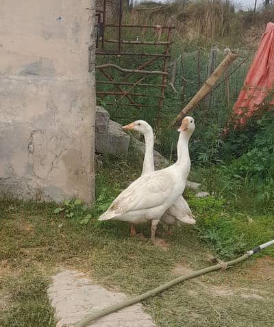 contact number 03415874227