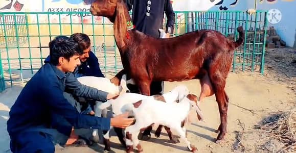 3 Bacchon Ka Sath Desi Bakri For Sale/ 03228068308