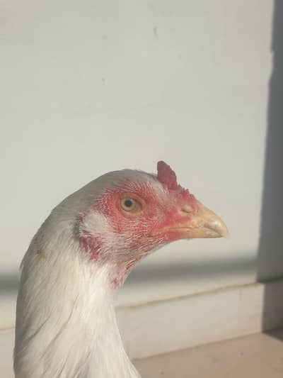 high quality  herra  available hy