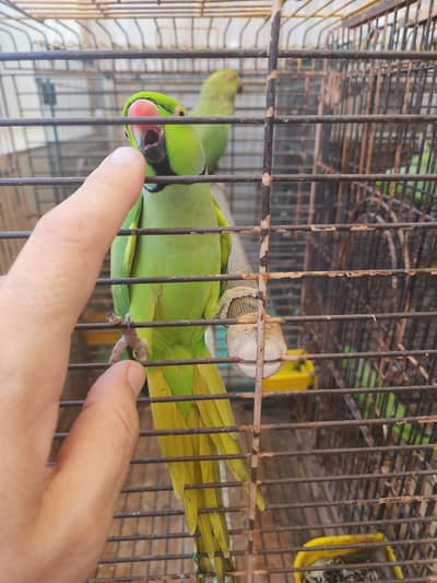 Green Ringneck Parrot ۔بالکل بھی نہیں کاٹتا ہے ,,فوٹو نظر آرہا ہےا