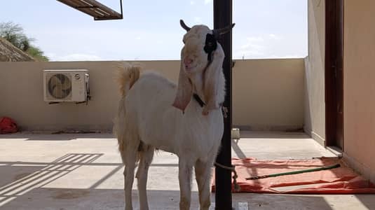 Fresh Gulabi Breader Males