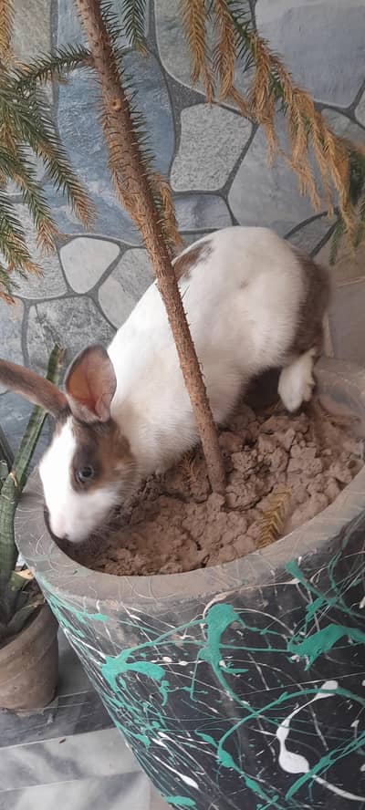 8 month old Male Friendly pet Rabbit