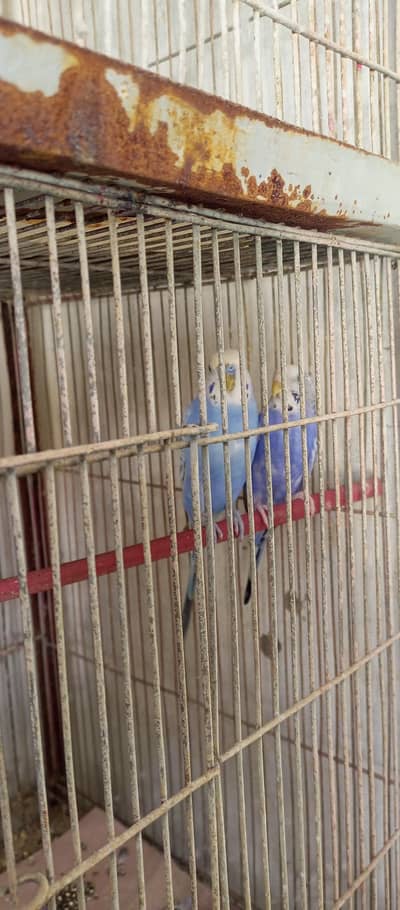 Australian breeder pair