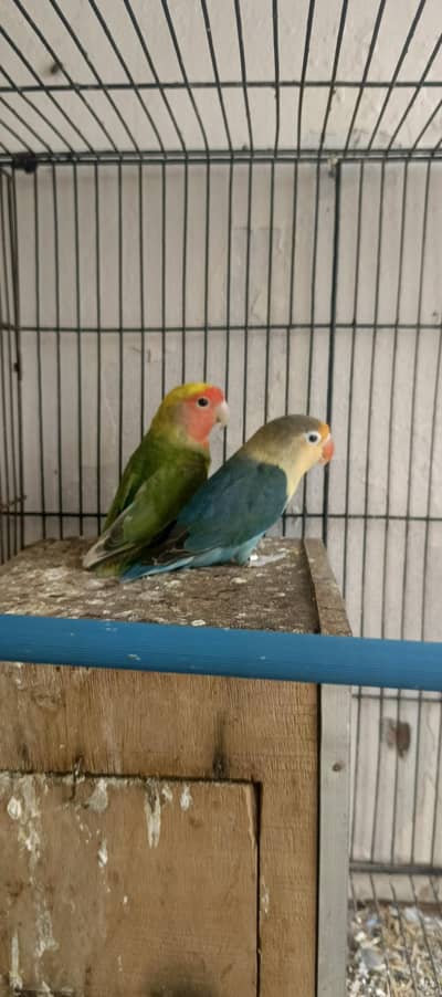 Love Bird Breeder Pairs