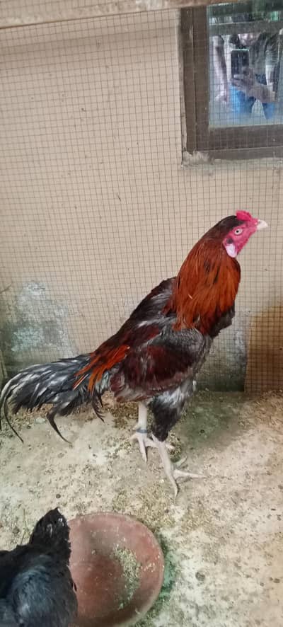 pure Aseel Chicks for sale healthy and active
