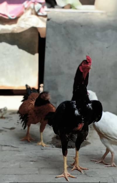 Aseel murgoo Mianwali