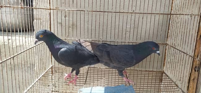 pegions pairs for sale