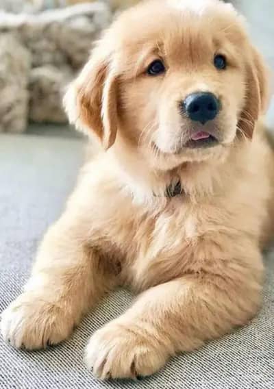 Golden Retriever puupy female , male available+92@330@540@6115